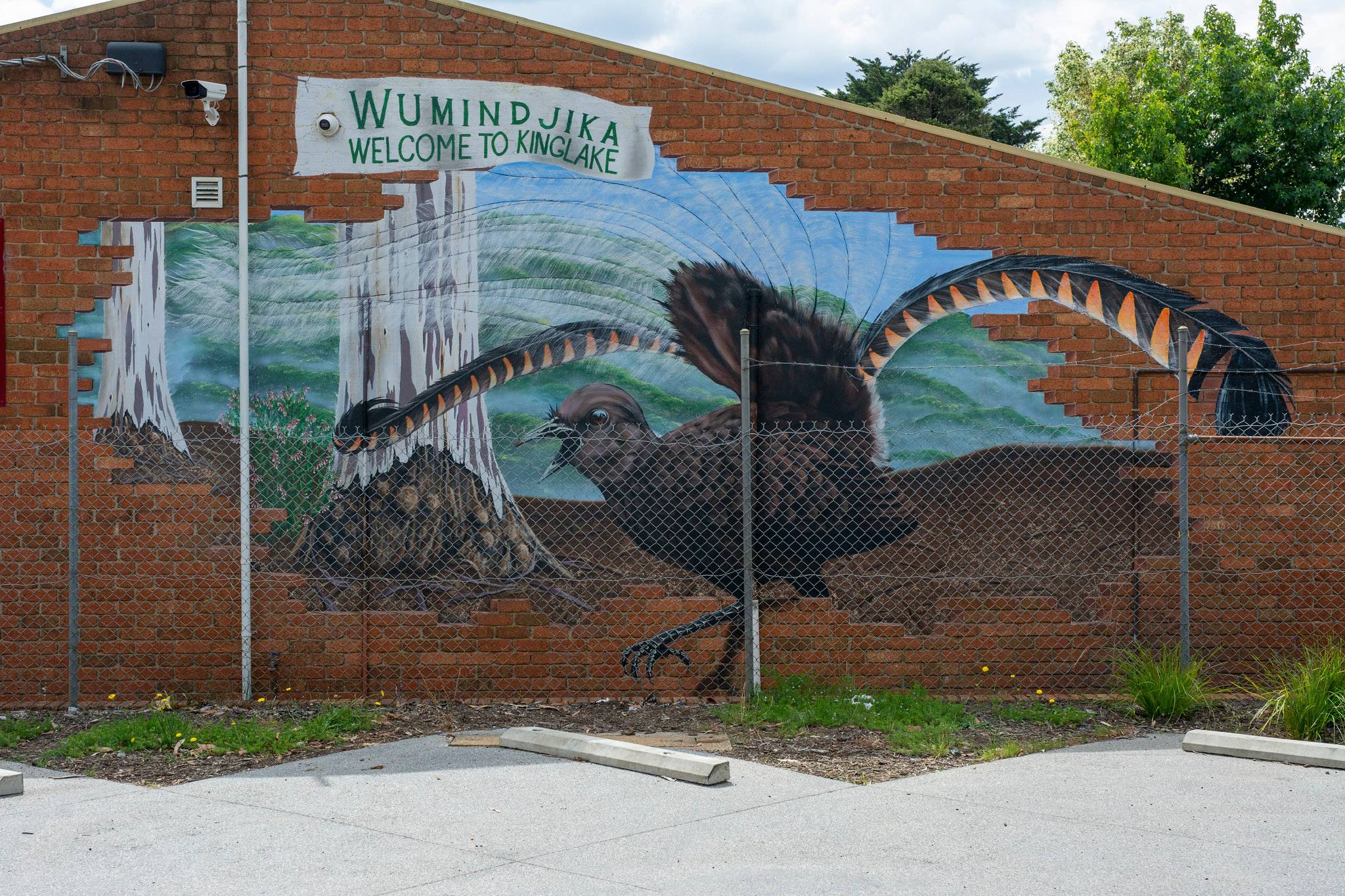 Jimmi Buscombe, Tim Honey&mdash;Wumindjika Lyrebird