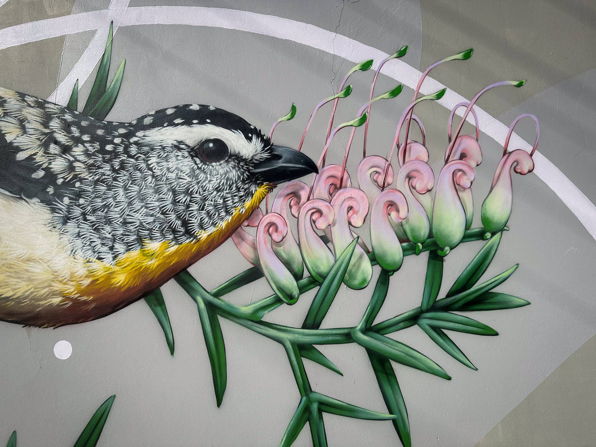 Thomas Jackson&mdash;Spotted Pardalote on Grevillea Rivularis