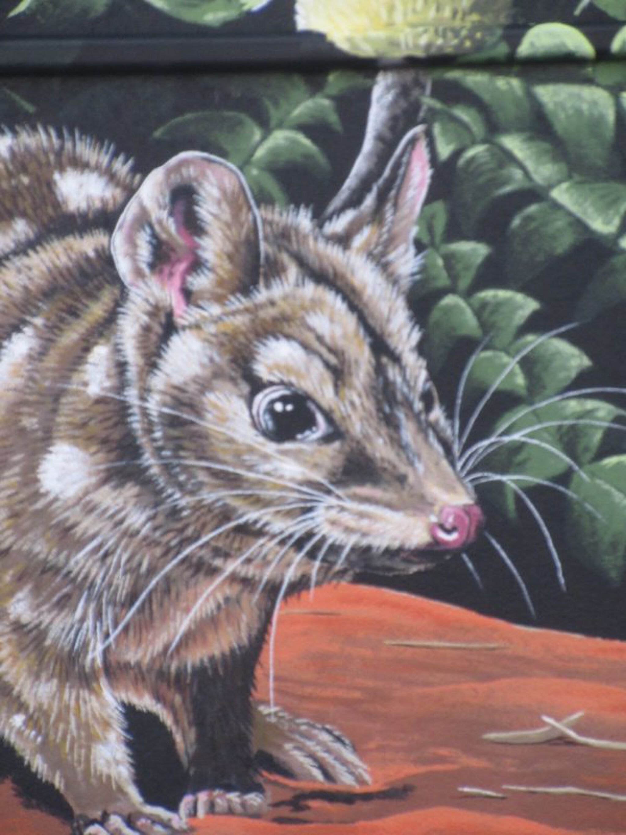 Brenton See&mdash;Western Quoll and Western Spinebill
