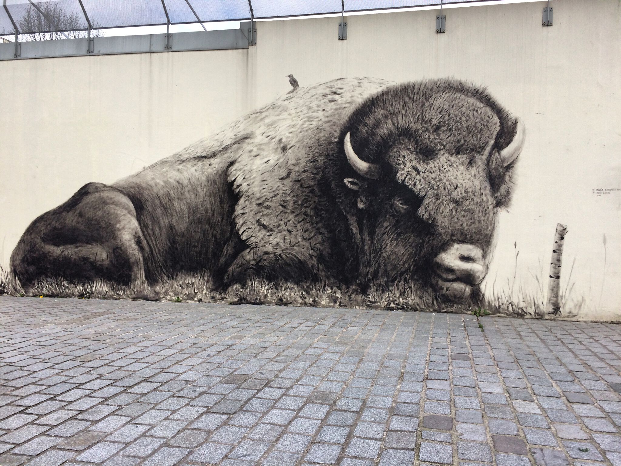 Ruben Carrasco&mdash;Le bison