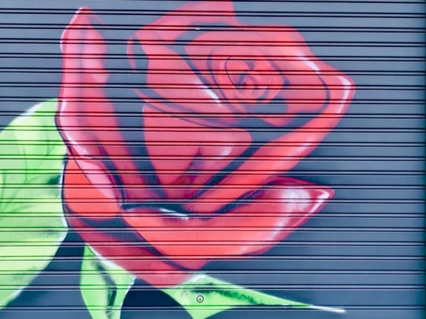Graffiart—ROSITA