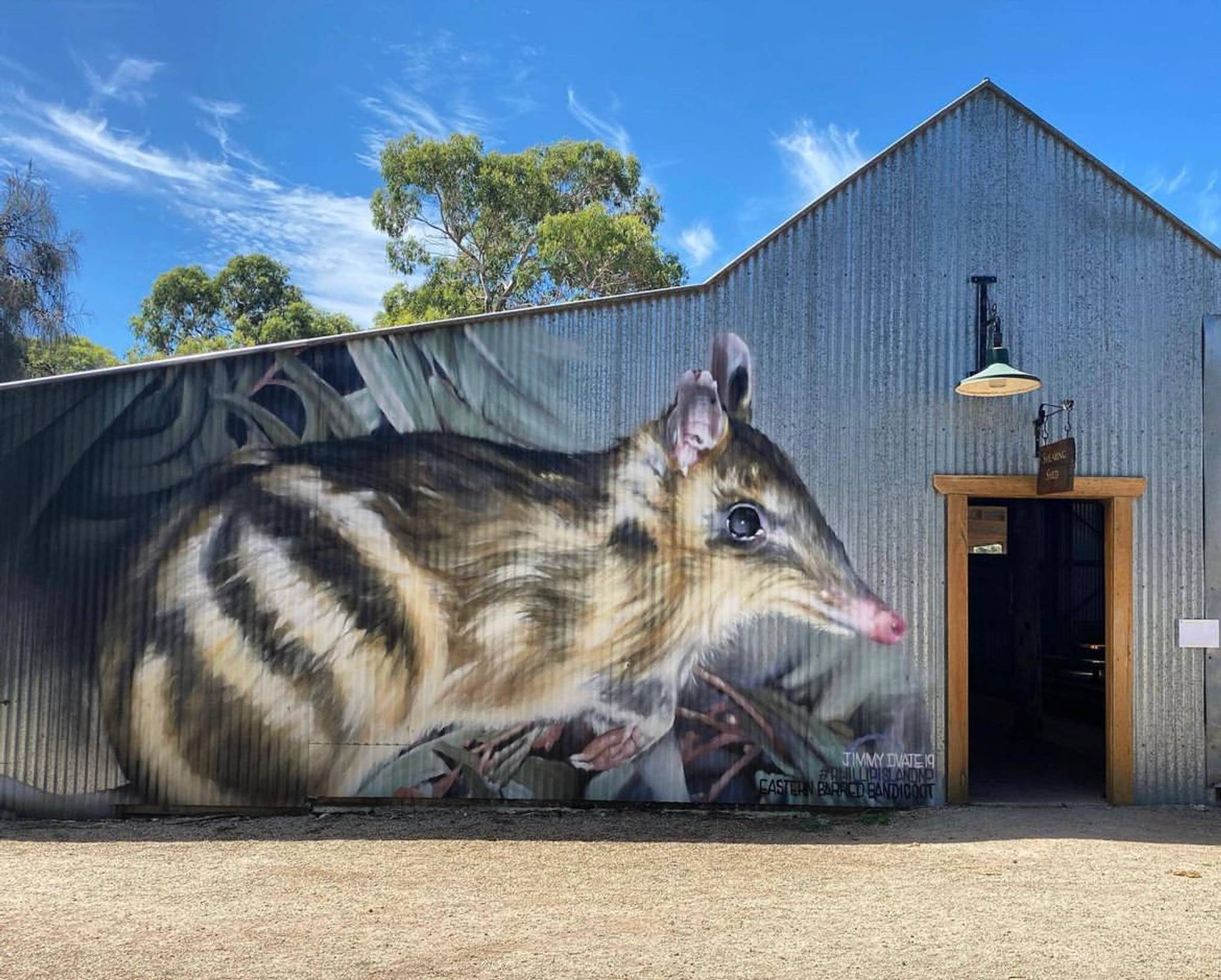 Dvate&mdash;Eastern Barred Bandicoot