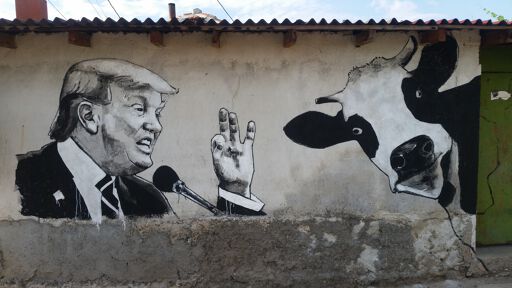 Dialog / Trump and a cow
