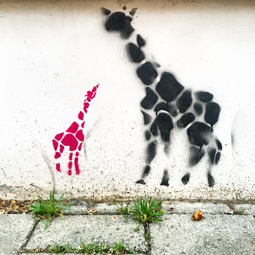 giraffes