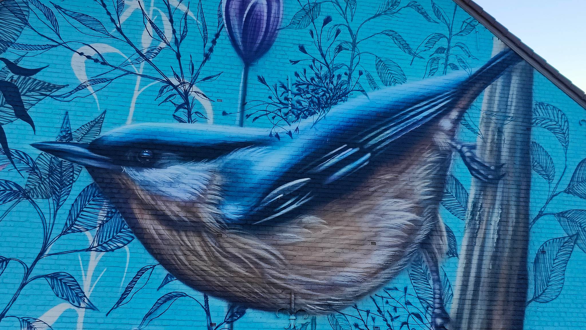 Collin van der Sluijs&mdash;Boomklever (nuthatch)