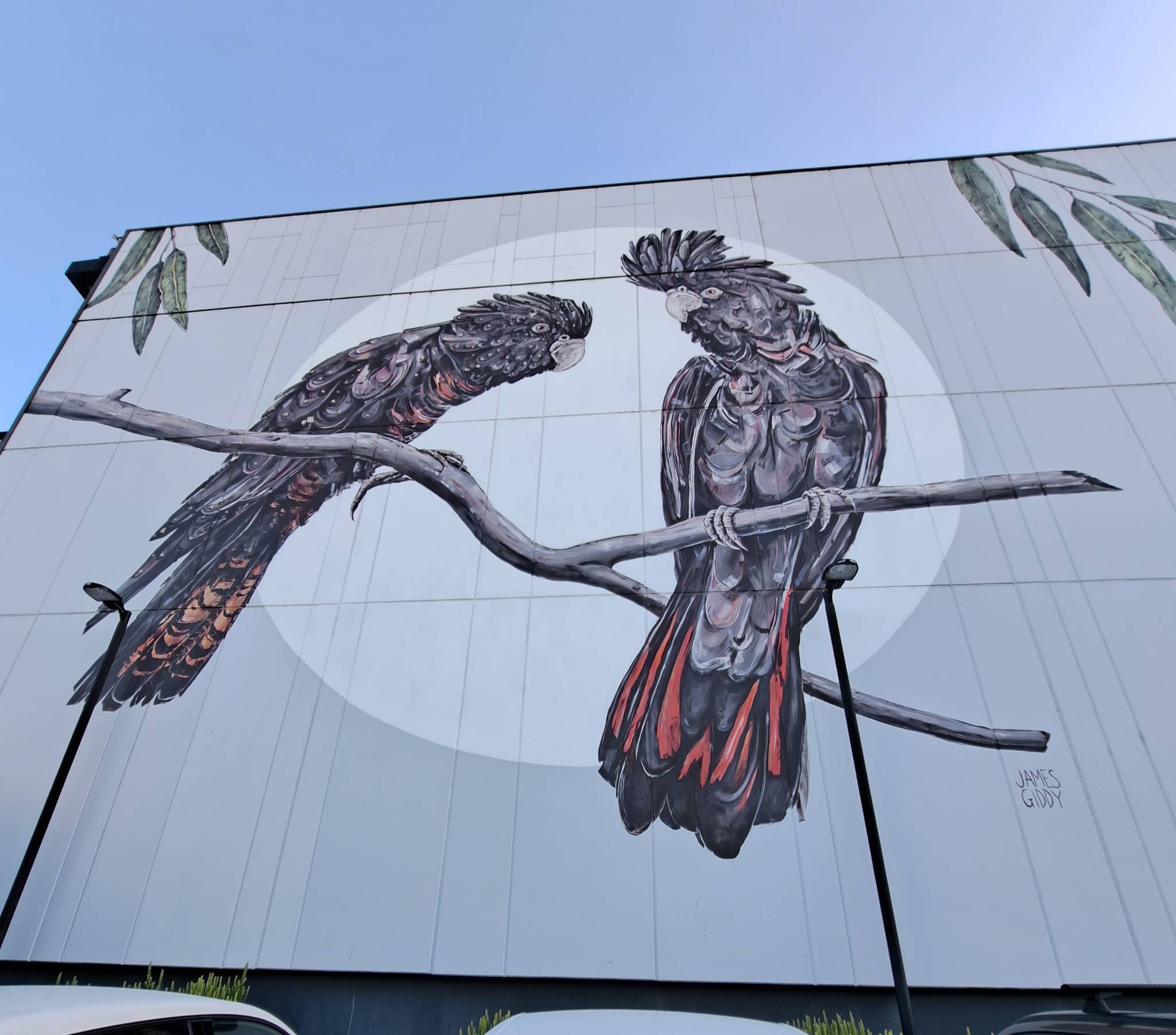 James Giddy&mdash;Red-tailed black cockatoos