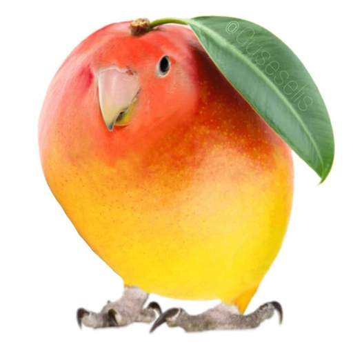 Mango Bird