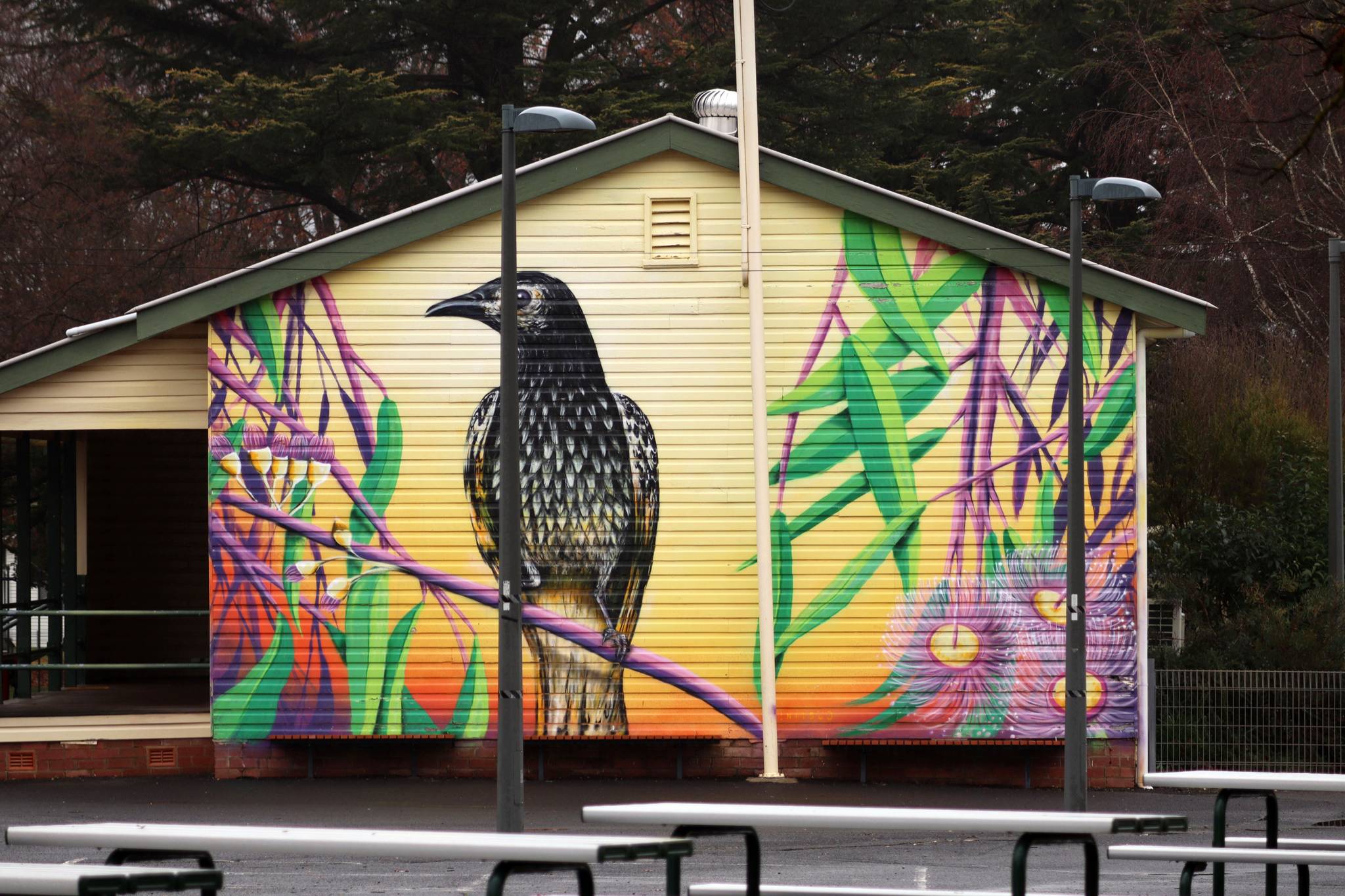 Nitsua&mdash;Regent Honeyeater