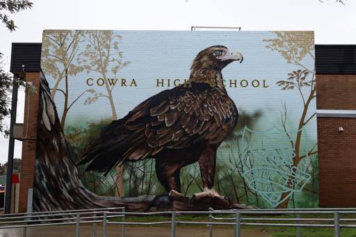 Wedge-tailed Eagle