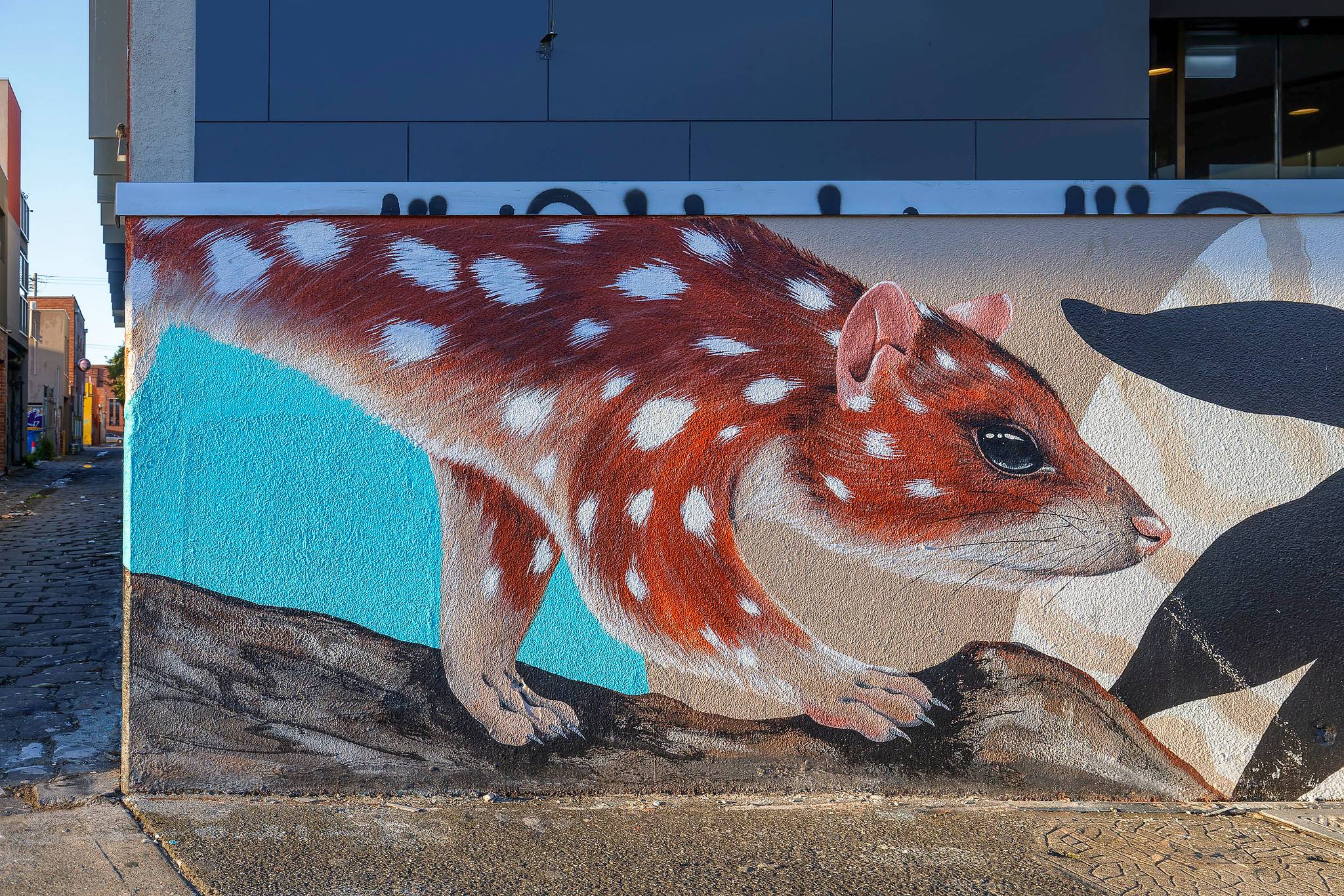 Ness Flett&mdash;Spotted-tailed Quoll