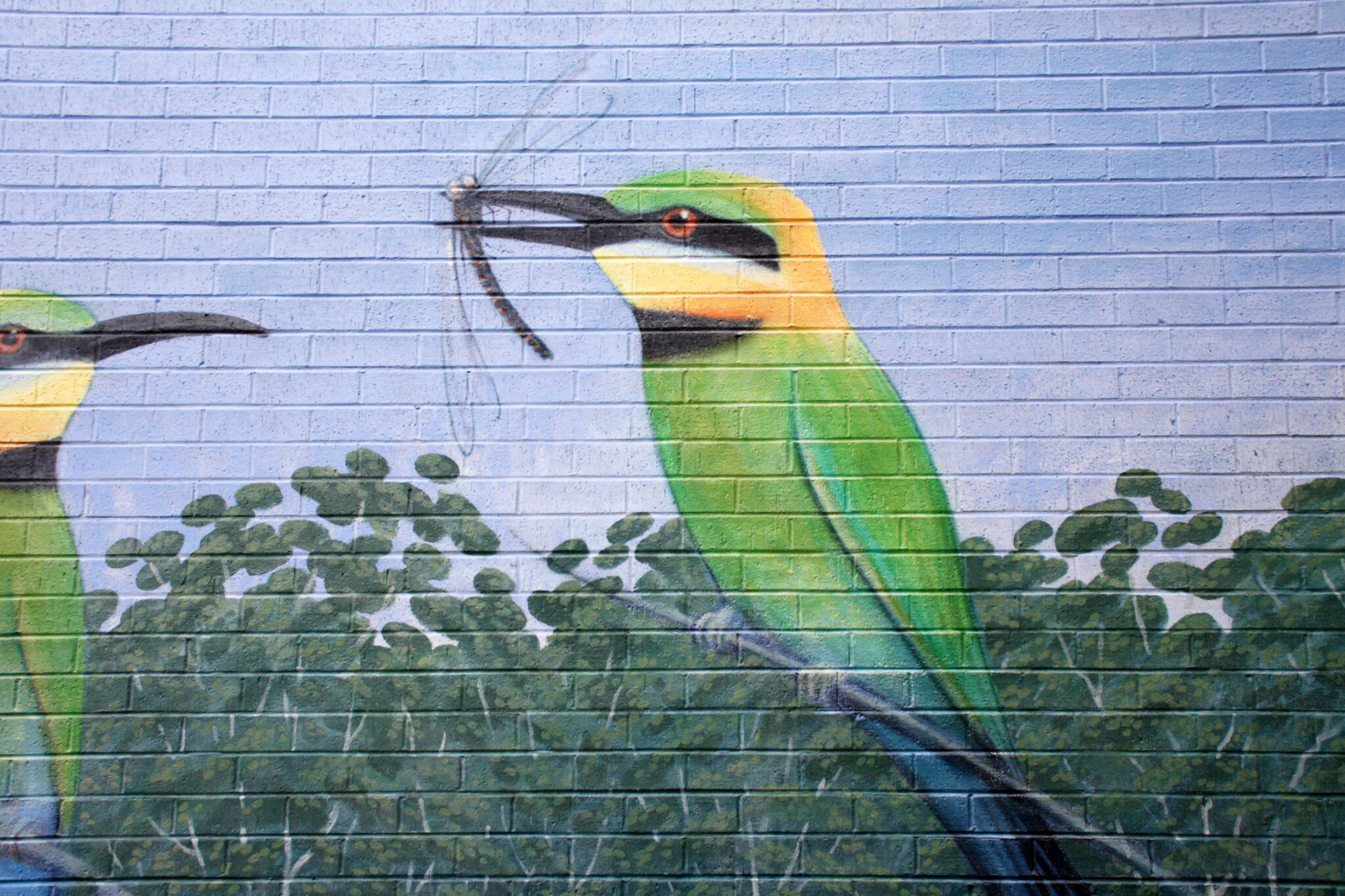 Robin Martin&mdash;Rainbow Bee-eater