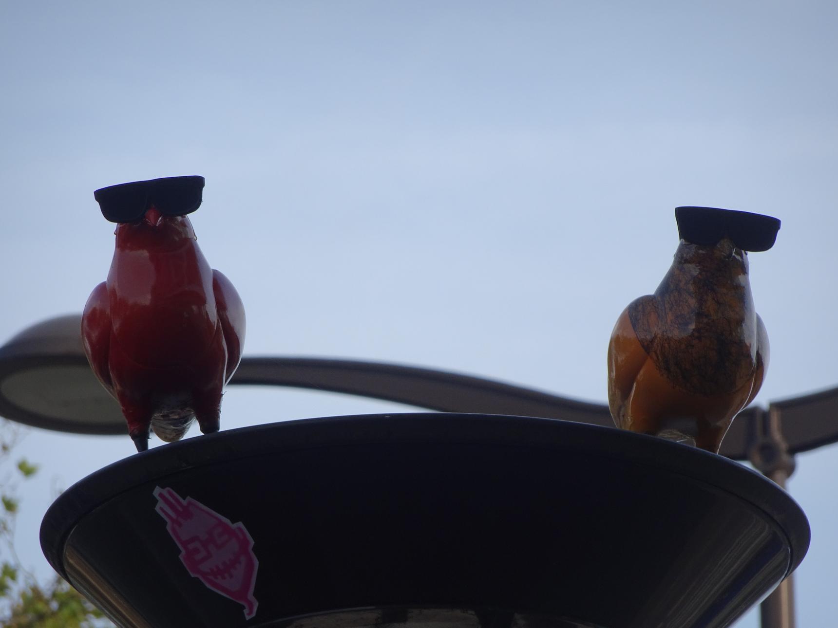 Avok Pigeon—undefined