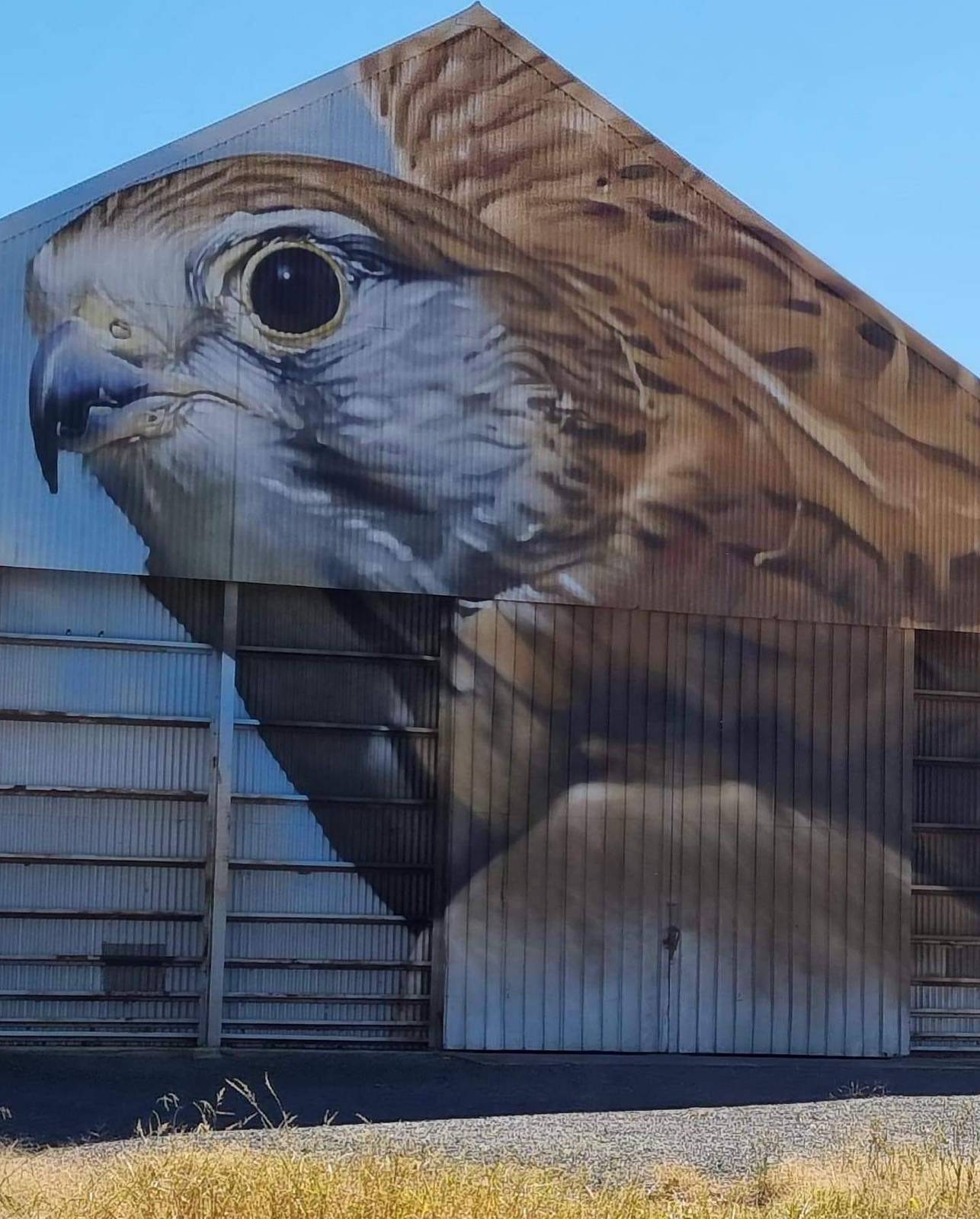 Dvate—"Rusty " Nankeen Kestrel