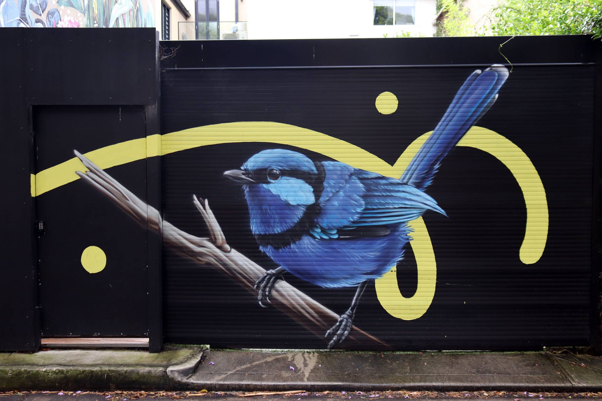 Thomas Jackson&mdash;Splendid Fairy-Wren