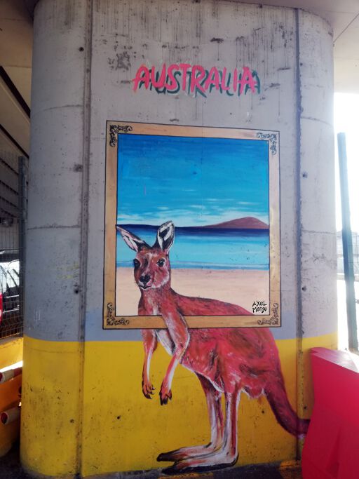 Kangaroo of Australia