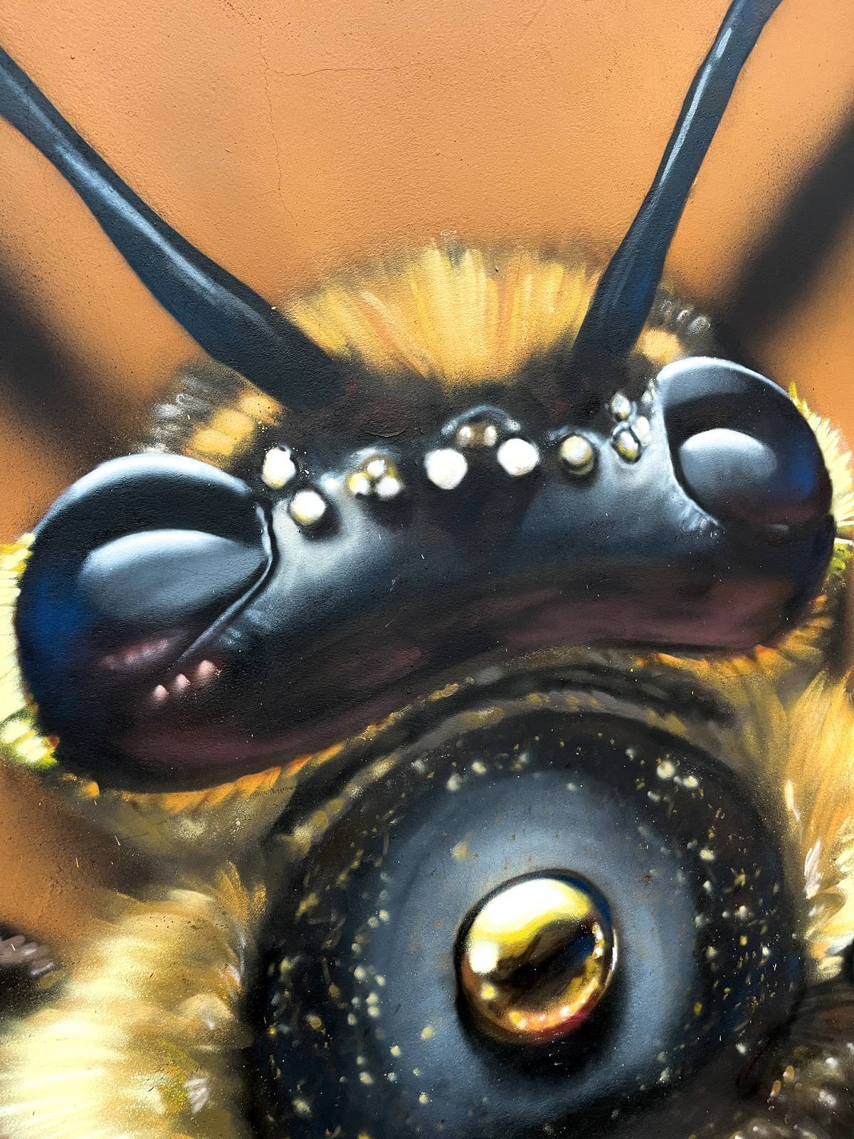 Häcko Crâne—Queen Bee