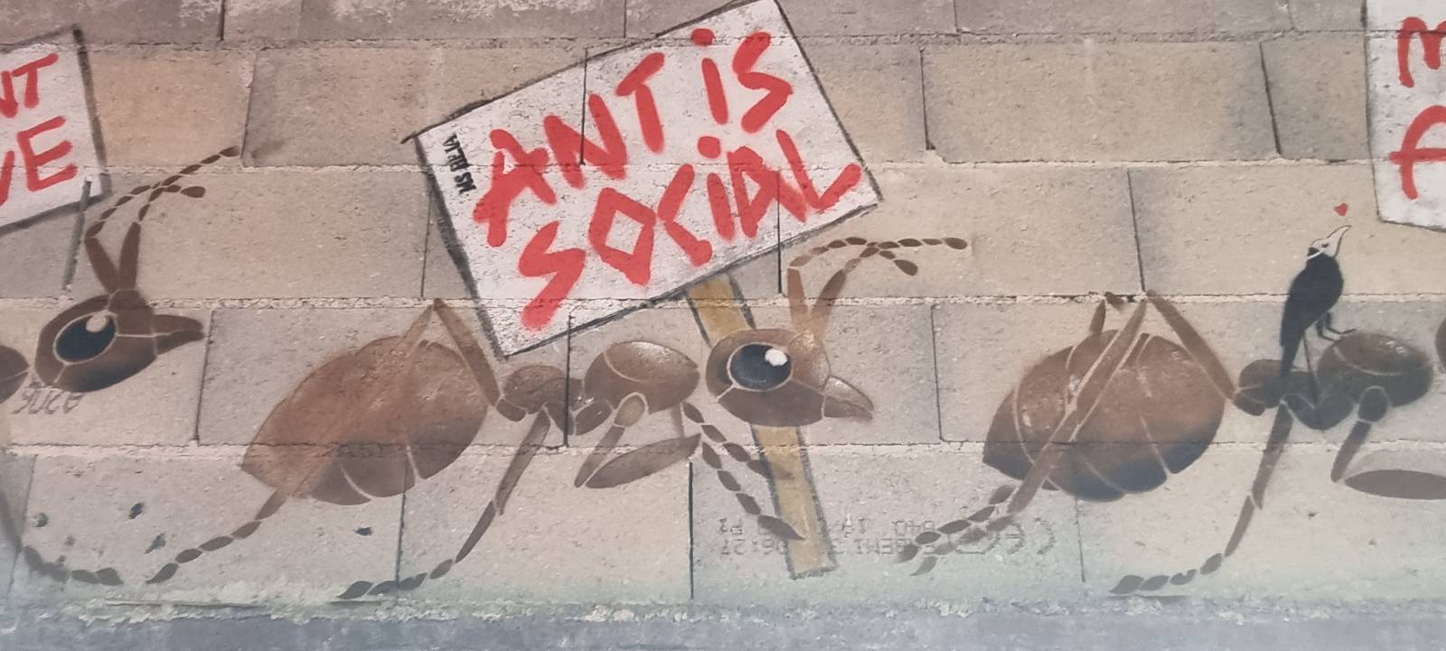 MS Béja—Milt'ant