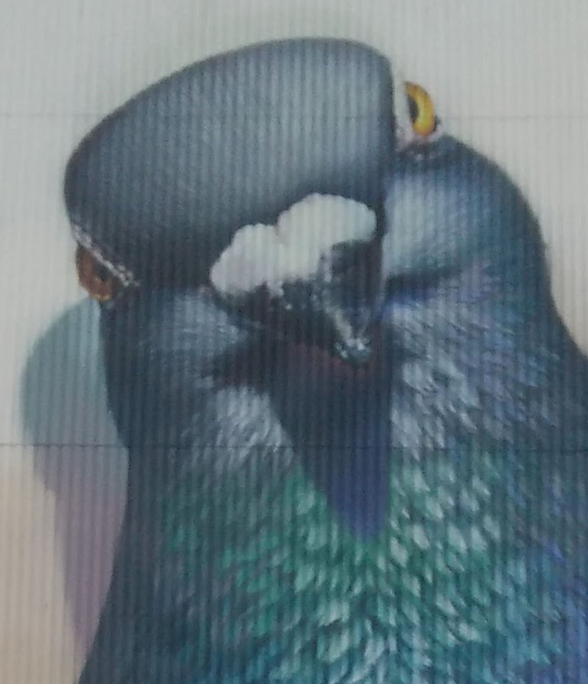Super A&mdash;Giant Pigeon