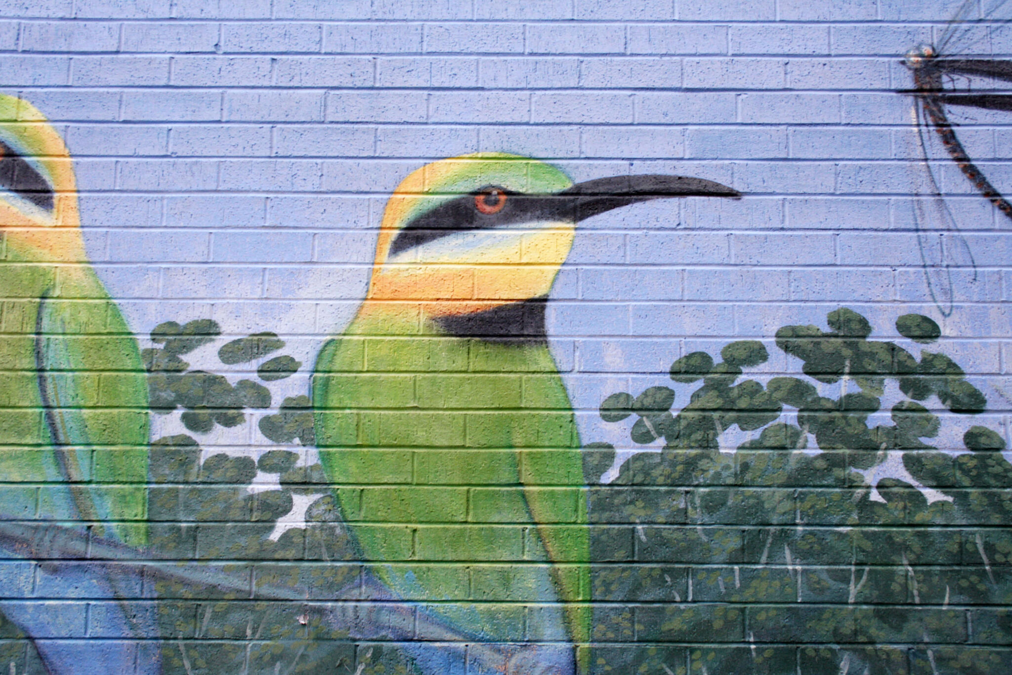 Robin Martin&mdash;Rainbow Bee-eater