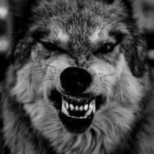 BlackWolf