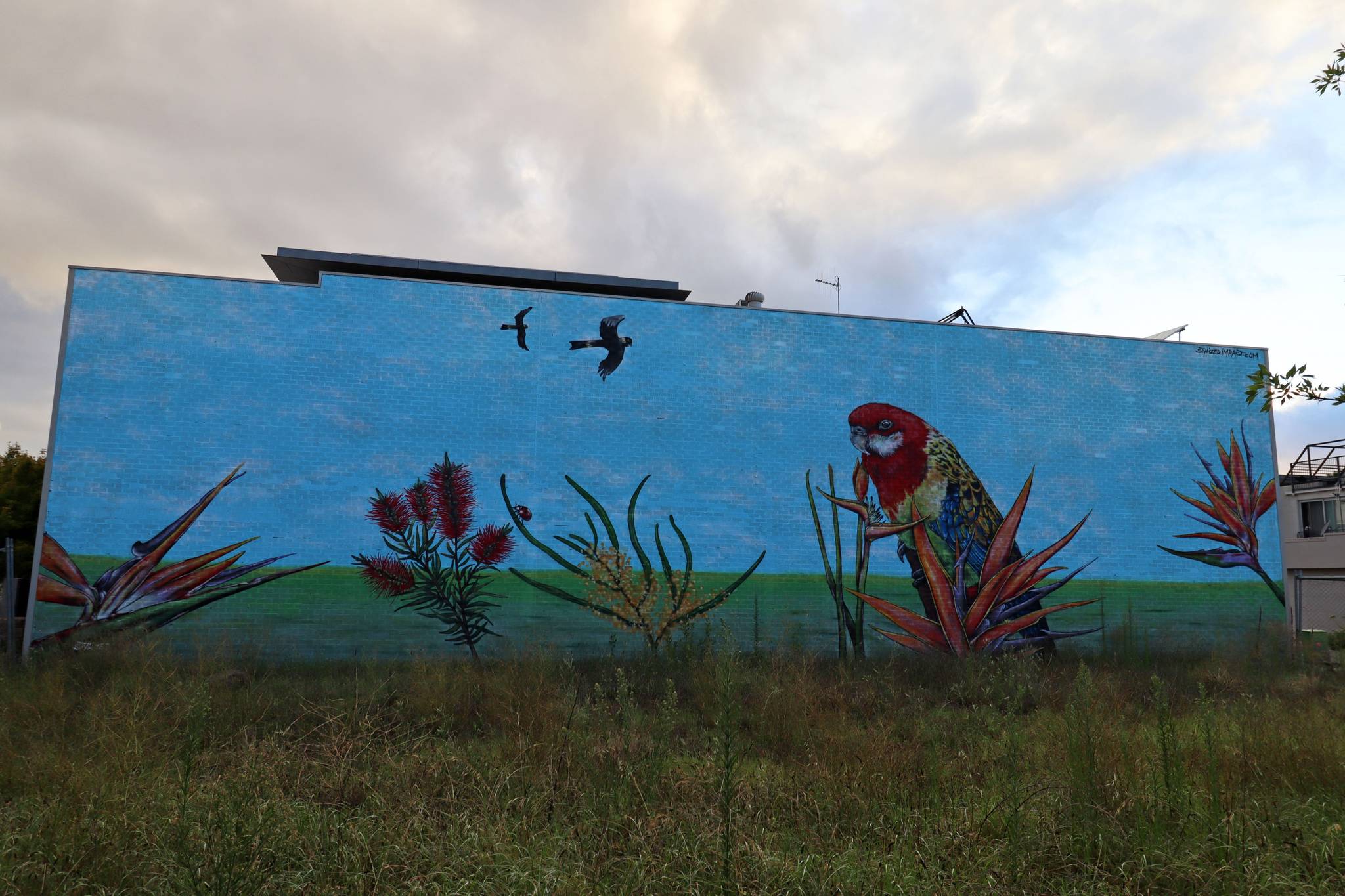 Stylized Impact&mdash;Eastern Rosella on Birds of Paradise