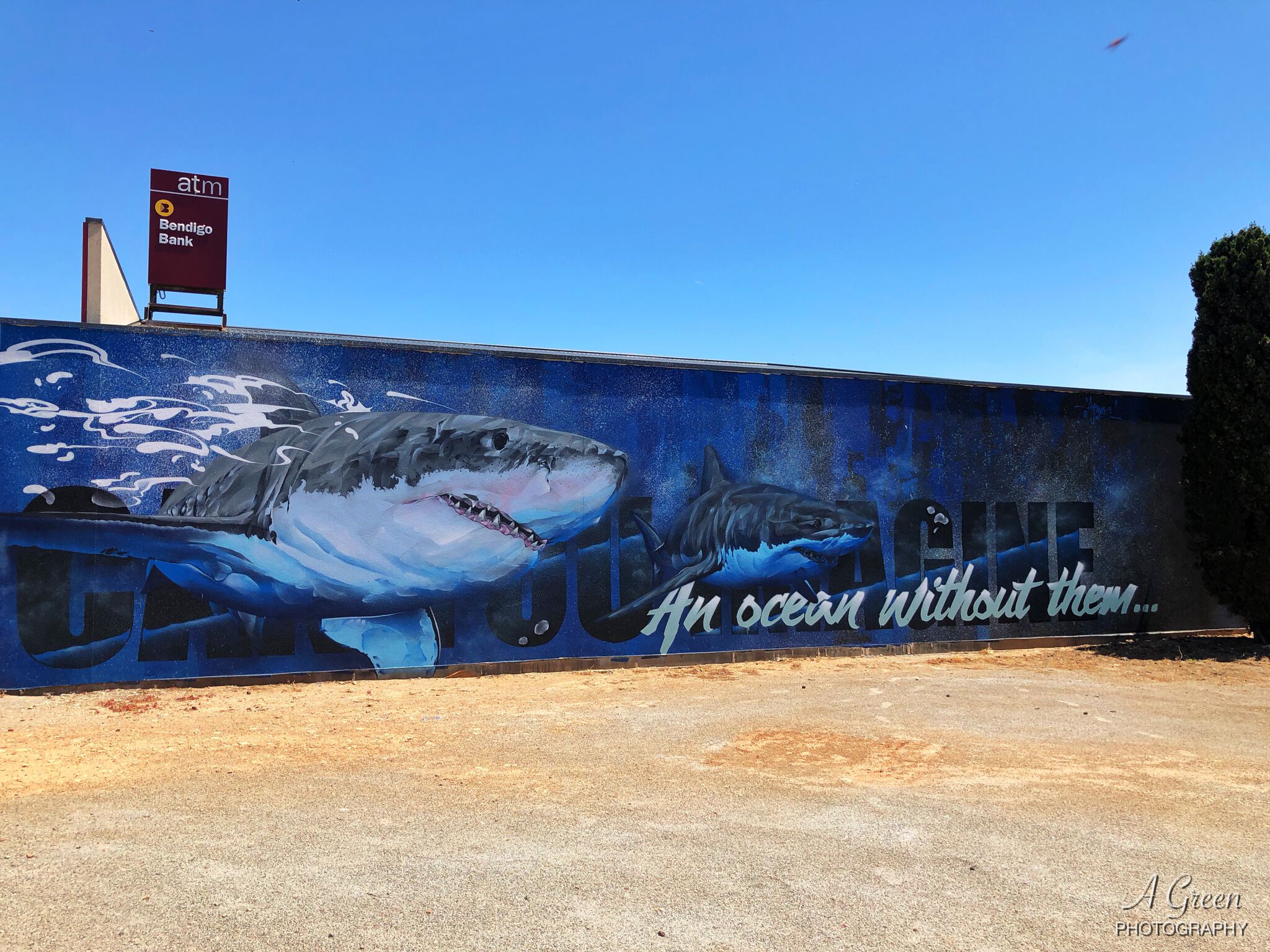 Andrew J Bourke&mdash;Sharks, an ocean without them