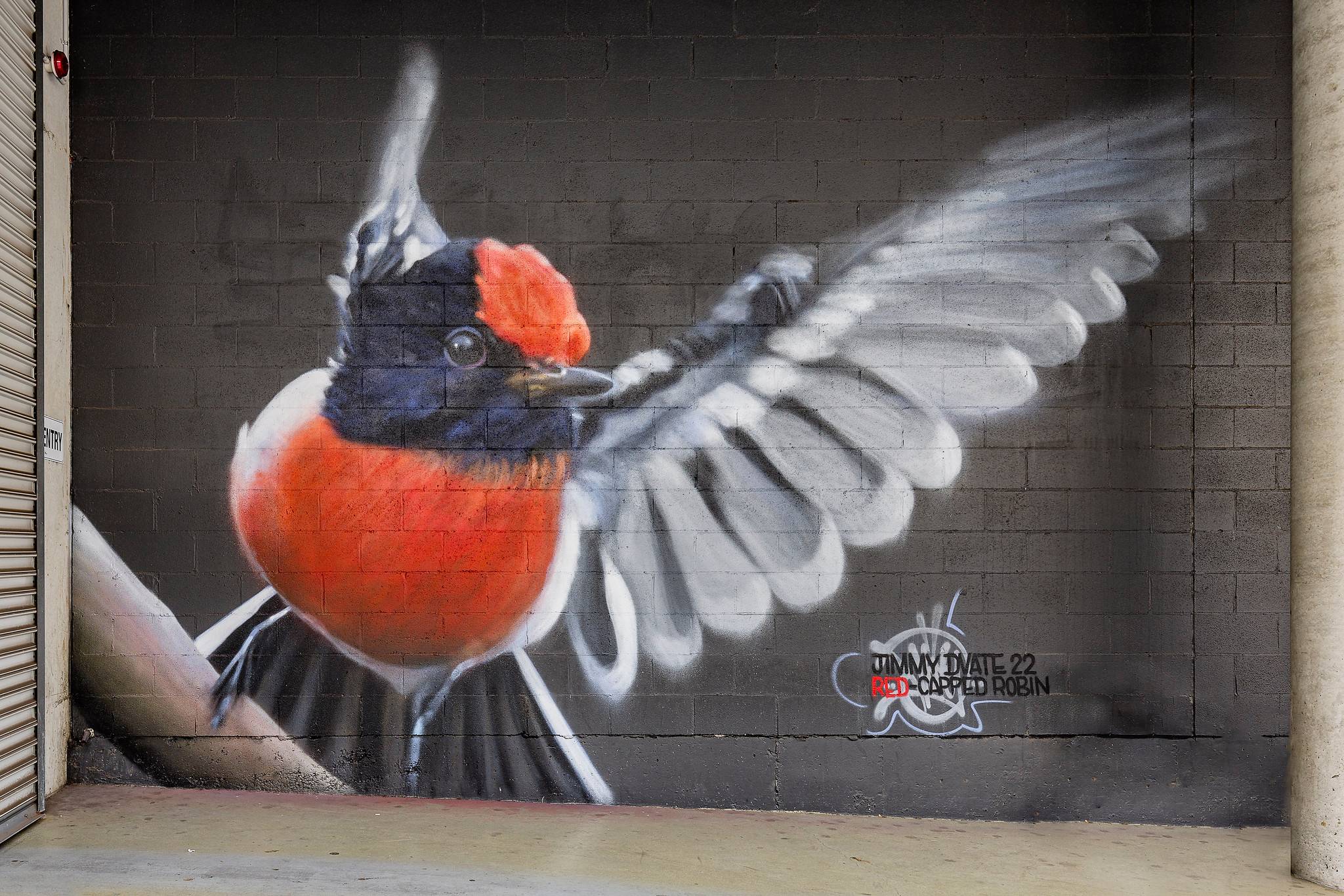 Dvate&mdash;Red-capped Robin