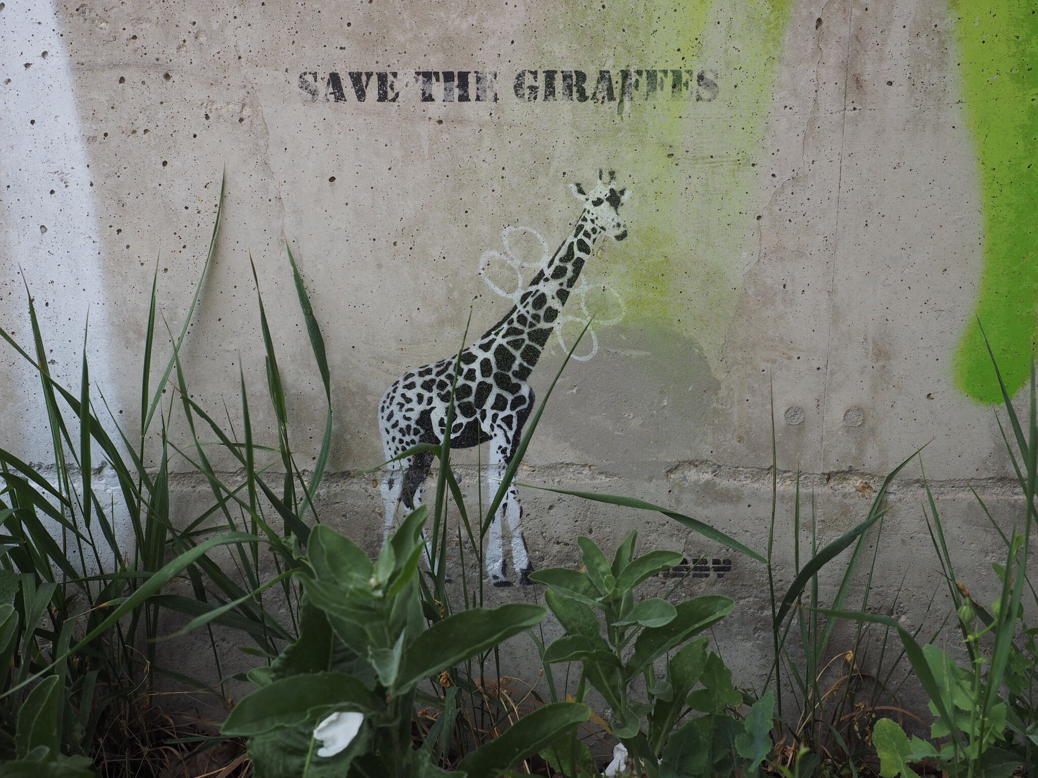 TABBY&mdash;Save the giraffes