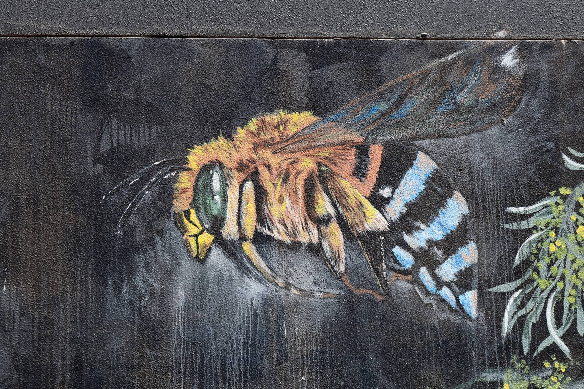 Dan Bianco&mdash;Acacia Pendula & Blue-banded Australian Bee