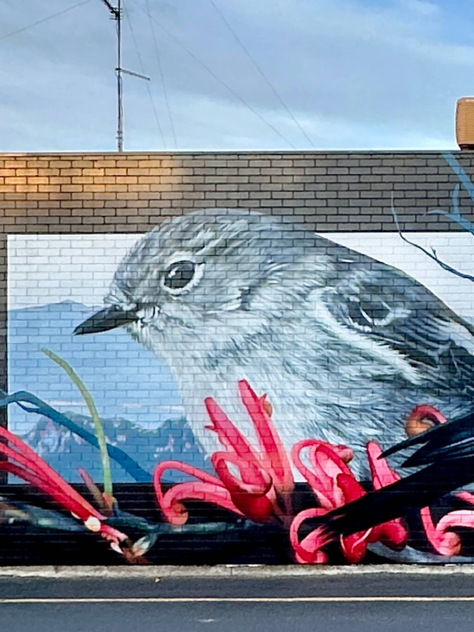 Dvate&mdash;Flame Robins & Flame Grevillea