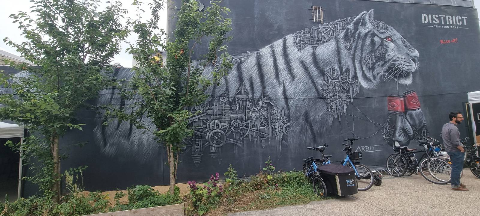 Ardif—Tiger