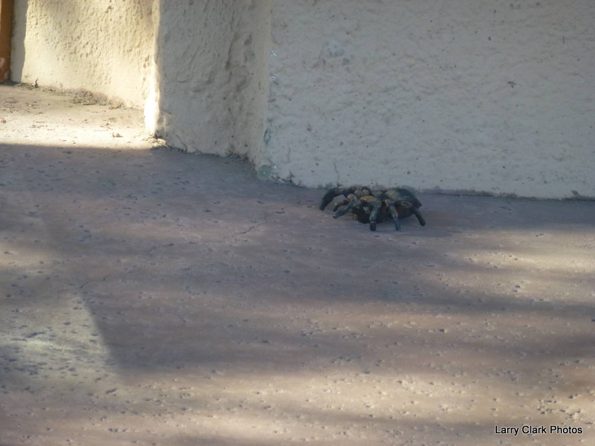 J. Seward Johnson&mdash;Tarantulas