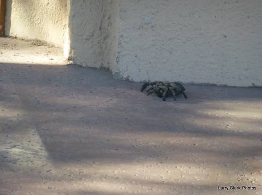 Tarantulas