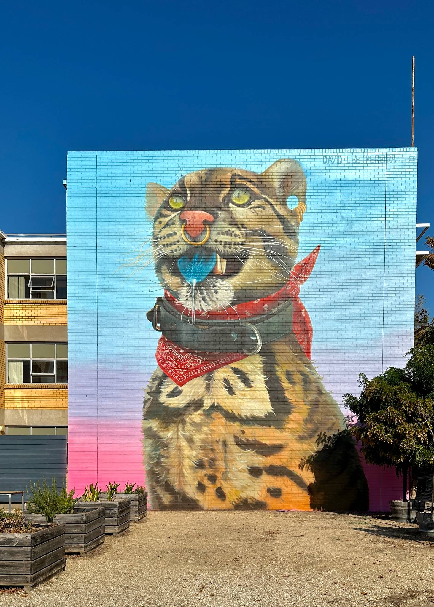 David Lee Pereira&mdash;Wild Cat with Blue Tongue 