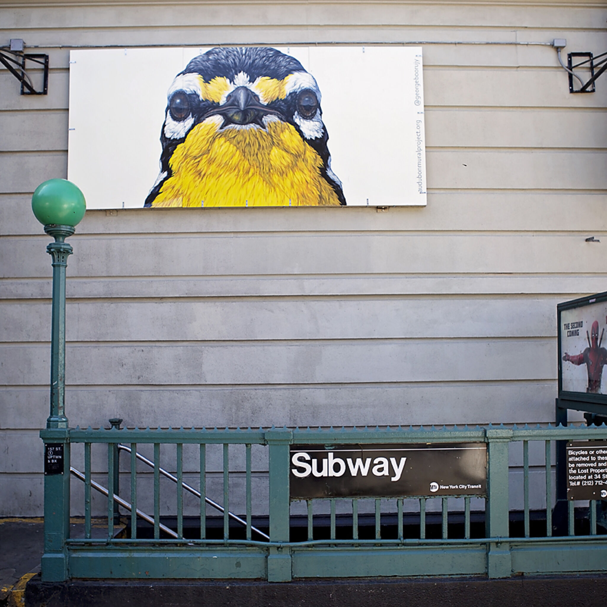 George Boorujy&mdash;Yellow-Throated Warbler