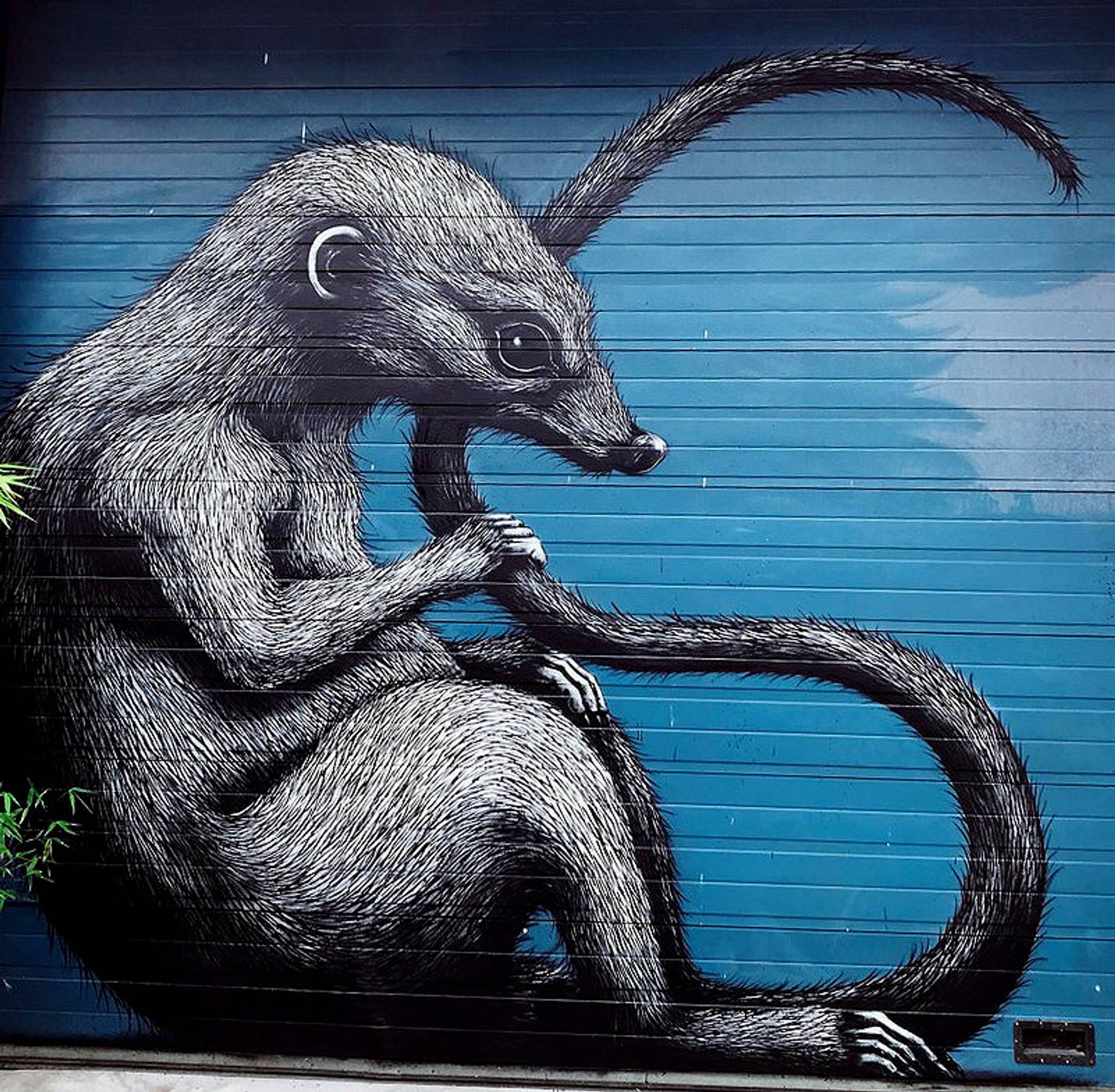 ROA&mdash;Shrewmouse