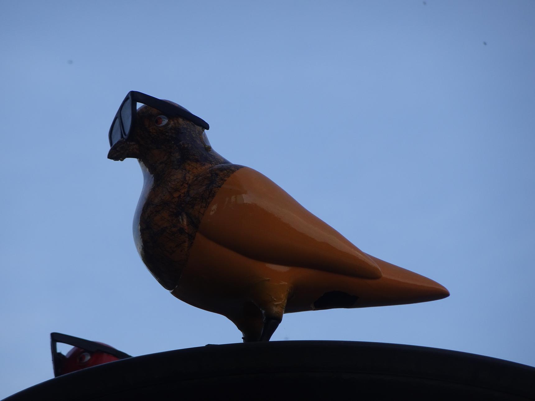 Avok Pigeon—undefined
