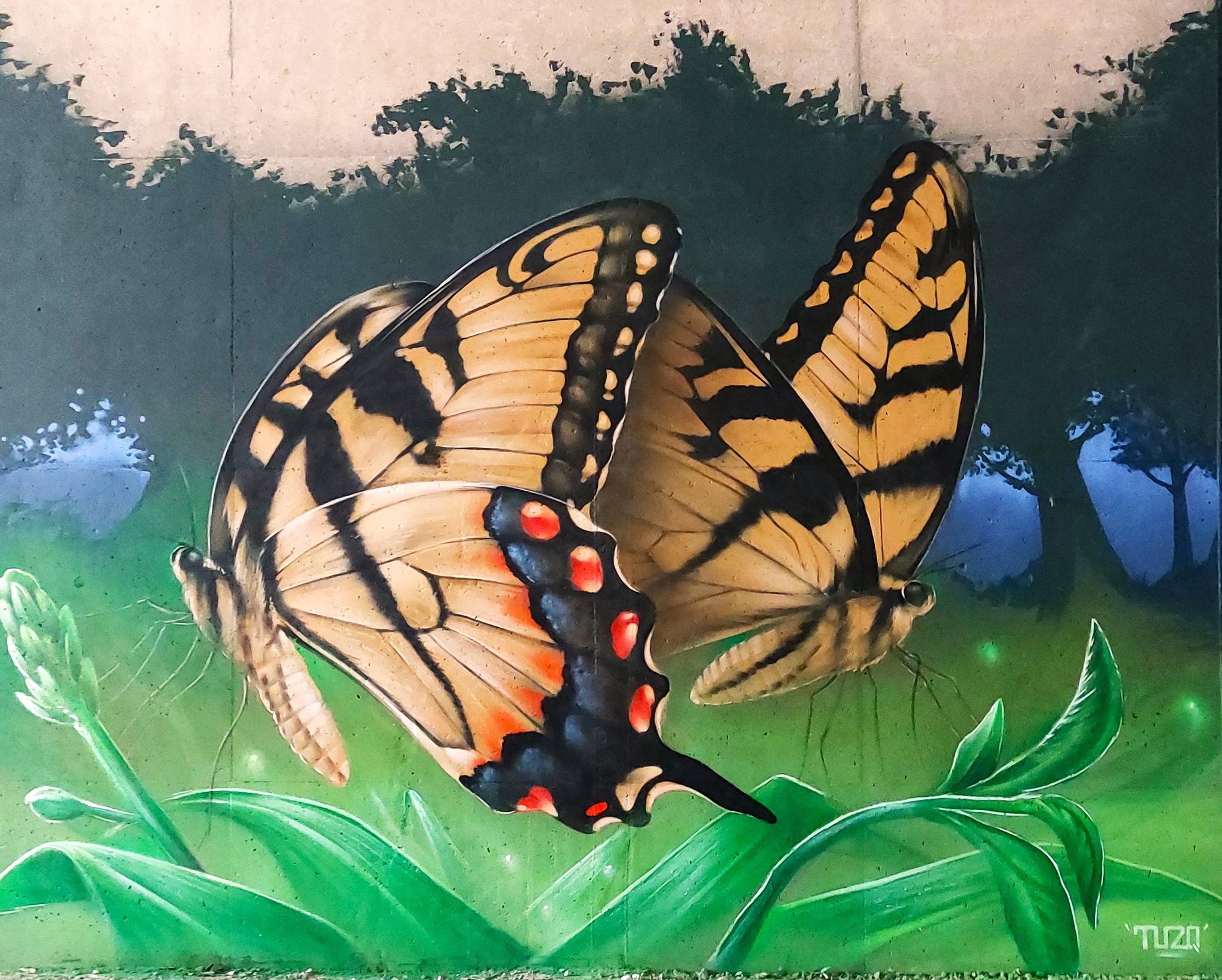 TUZQ&mdash;Swallowtail butterfly