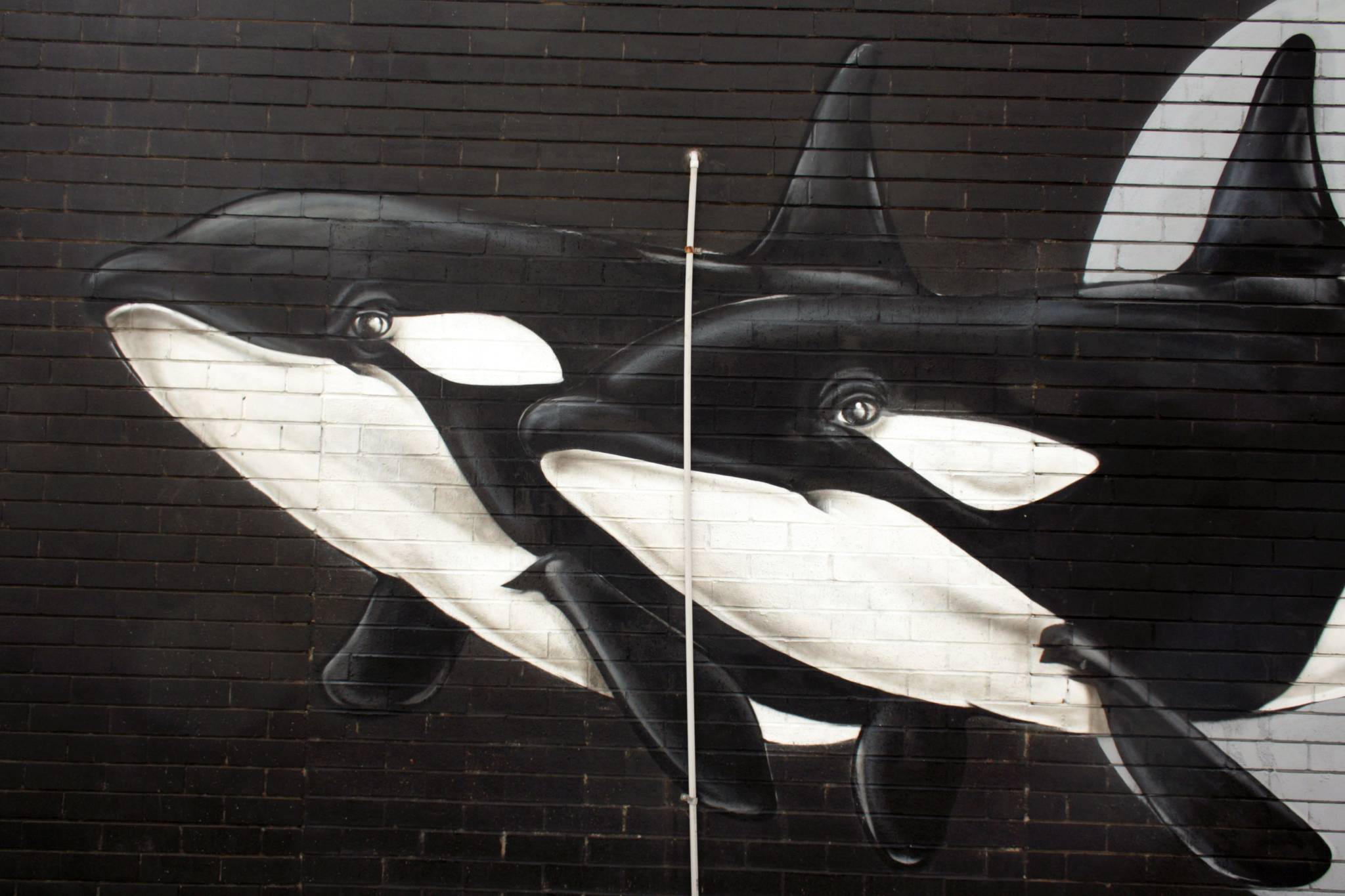 Thomas Jackson&mdash;Killer Whales