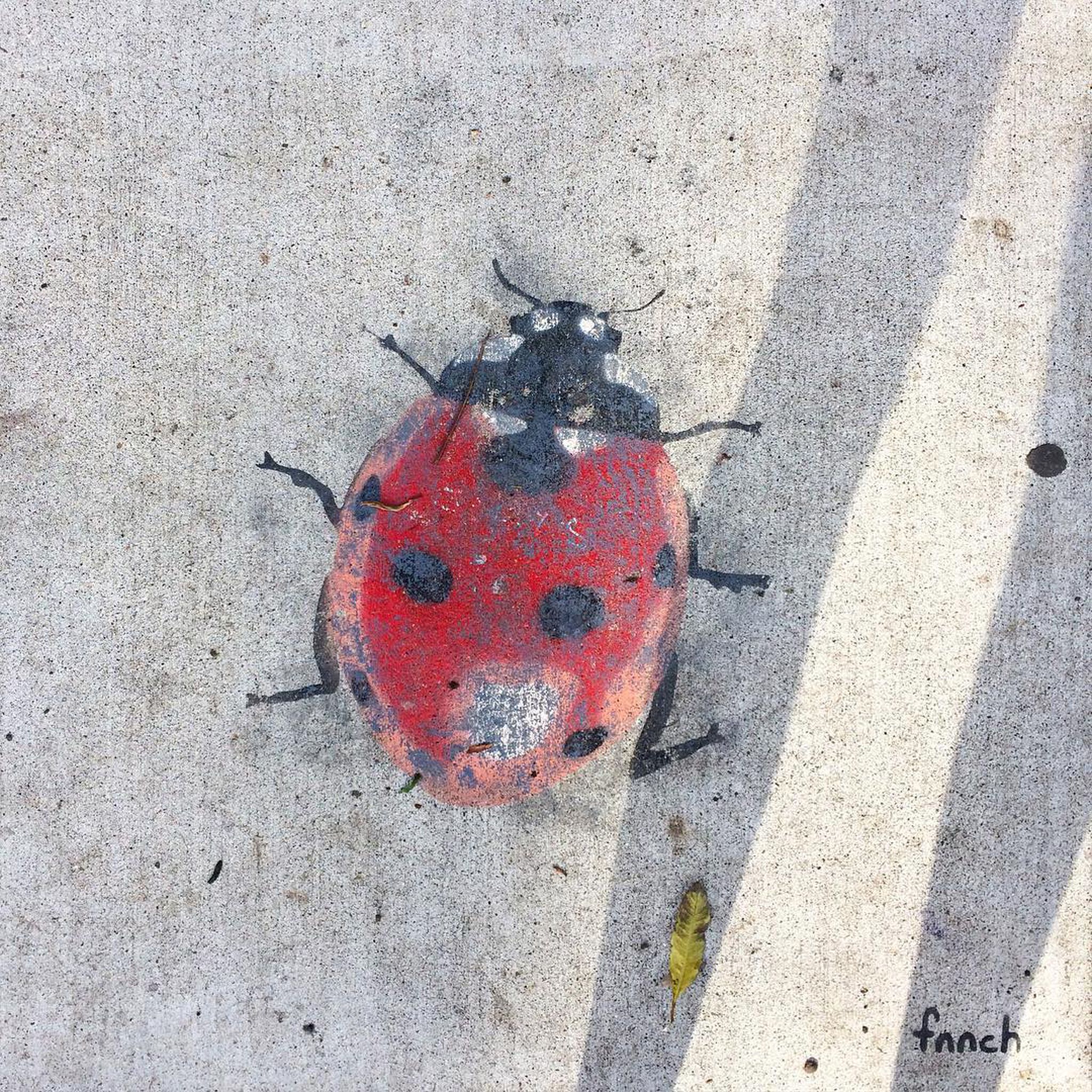 Fnnch&mdash;Ladybird