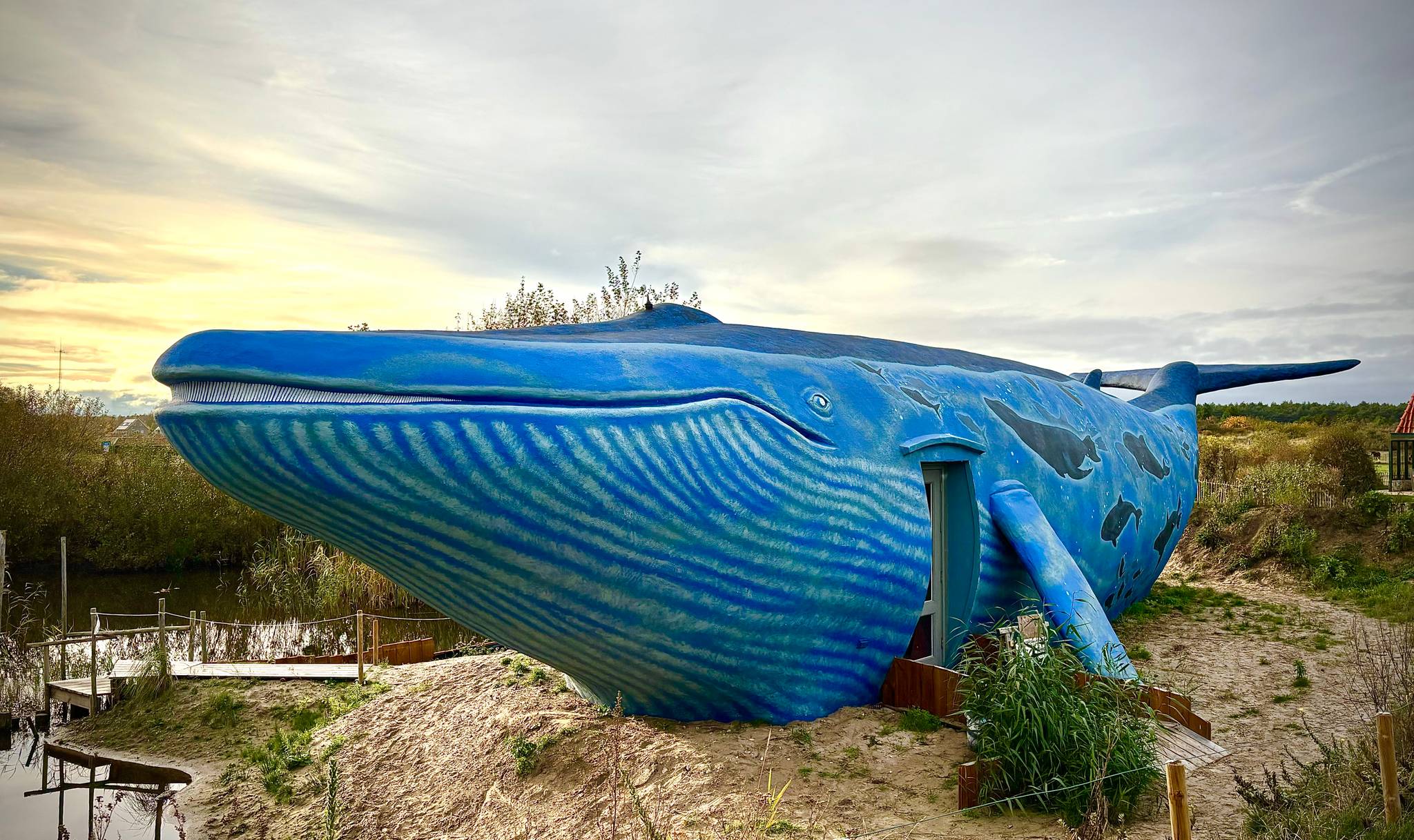 Rachel-van-balen&mdash;Blue Whale