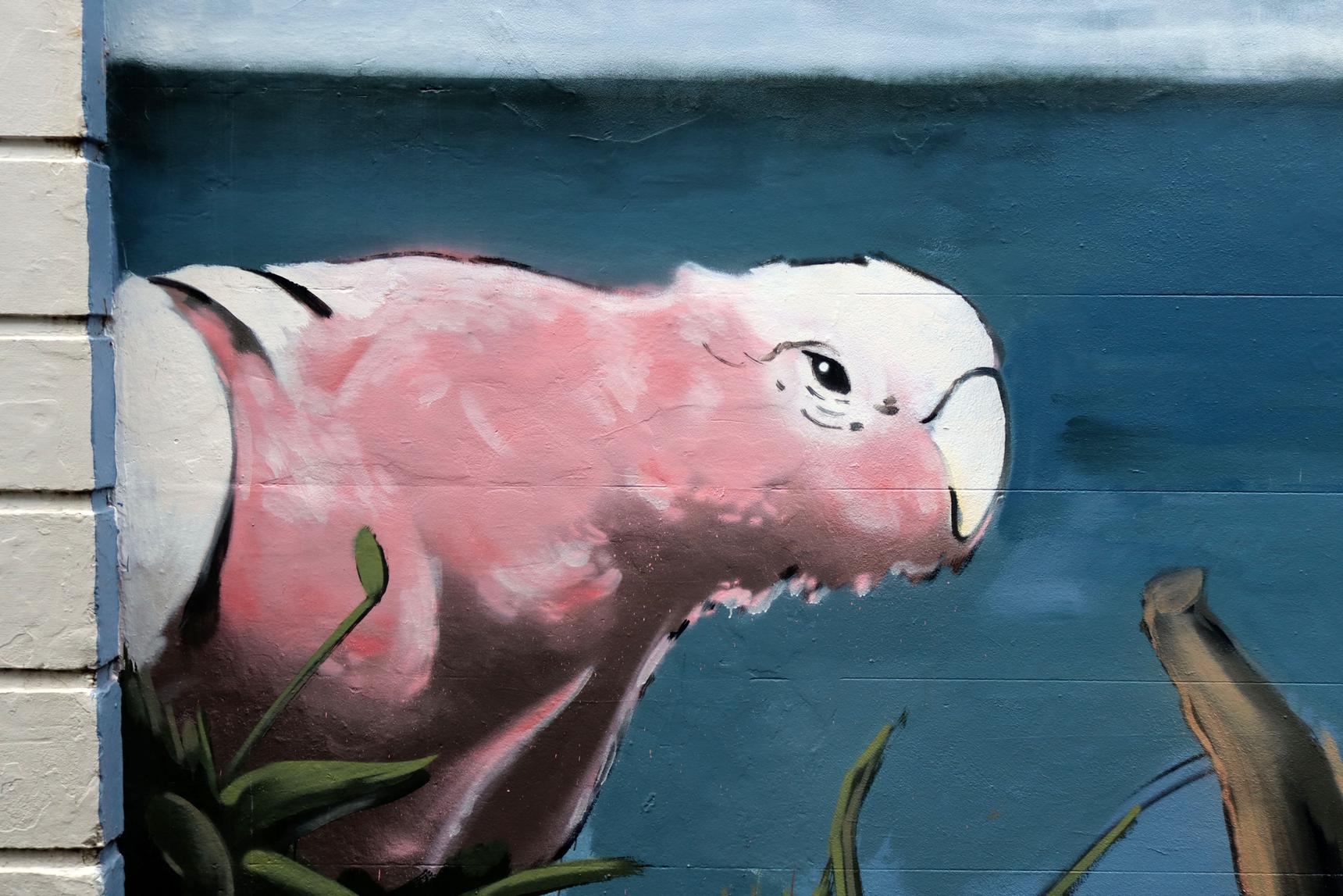 Elbows—Native Birds