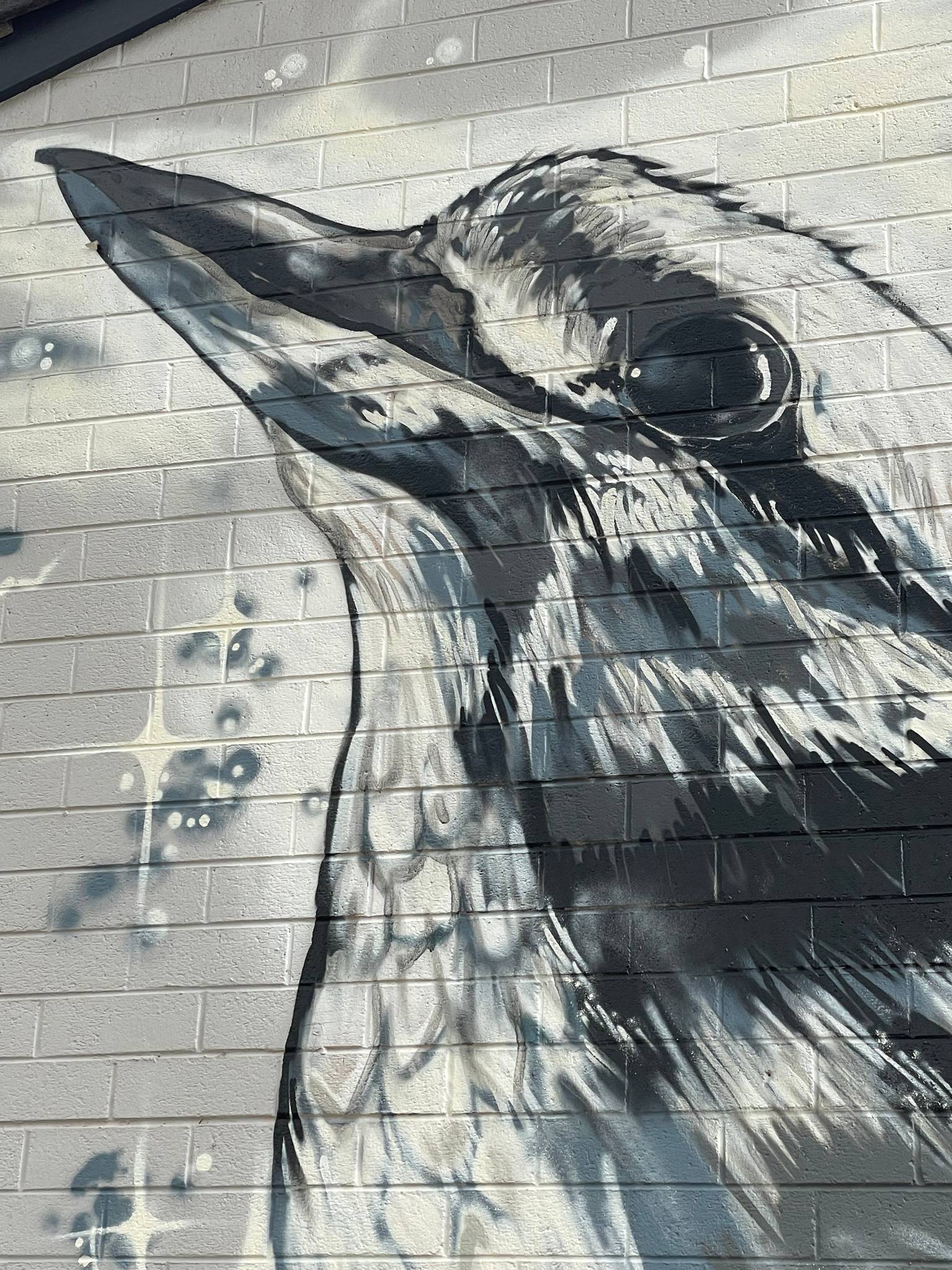 Smizdog&mdash;Carleton Street Shops Kookaburra