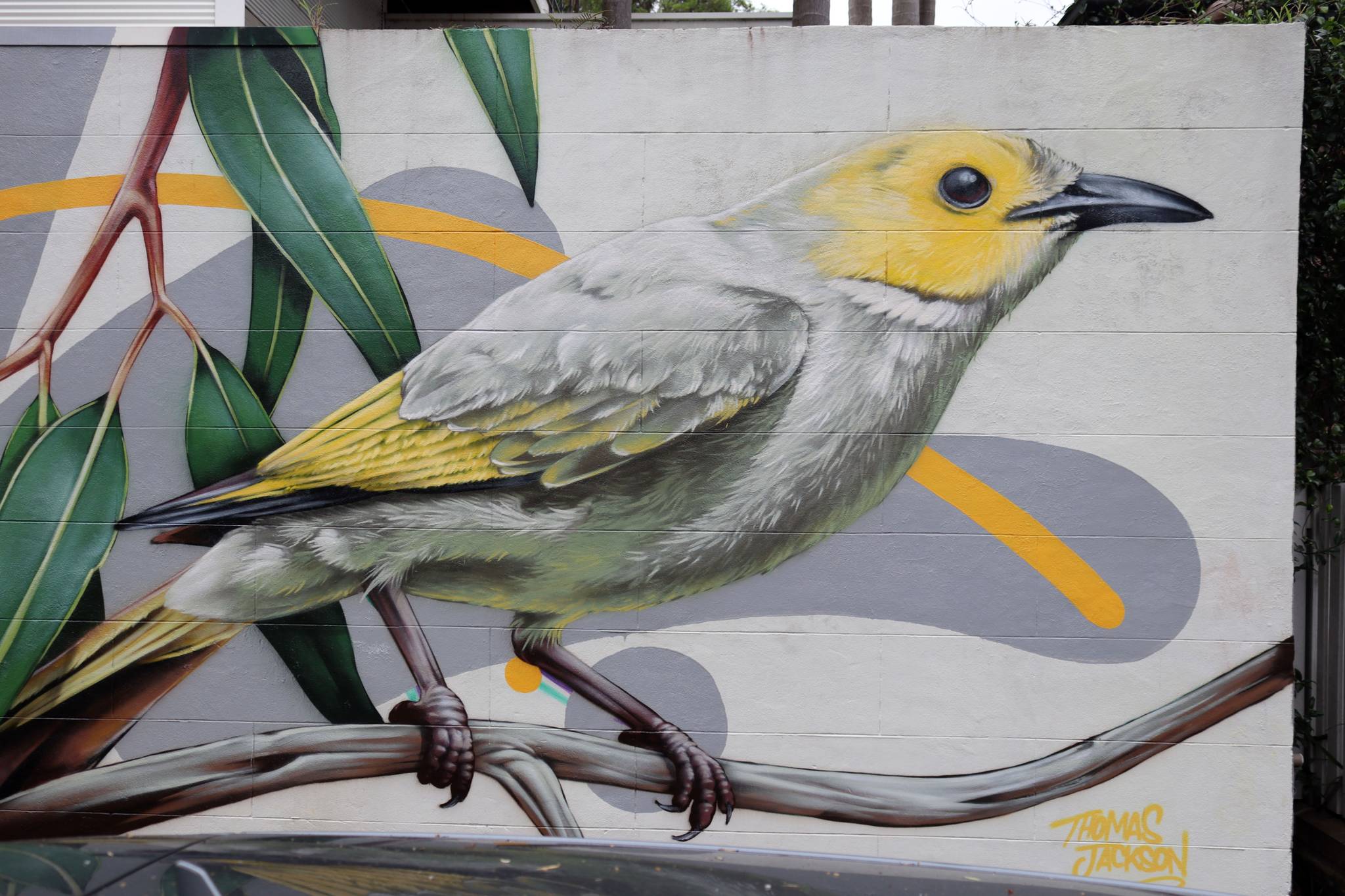 Thomas Jackson&mdash;White-plumed Honeyeater