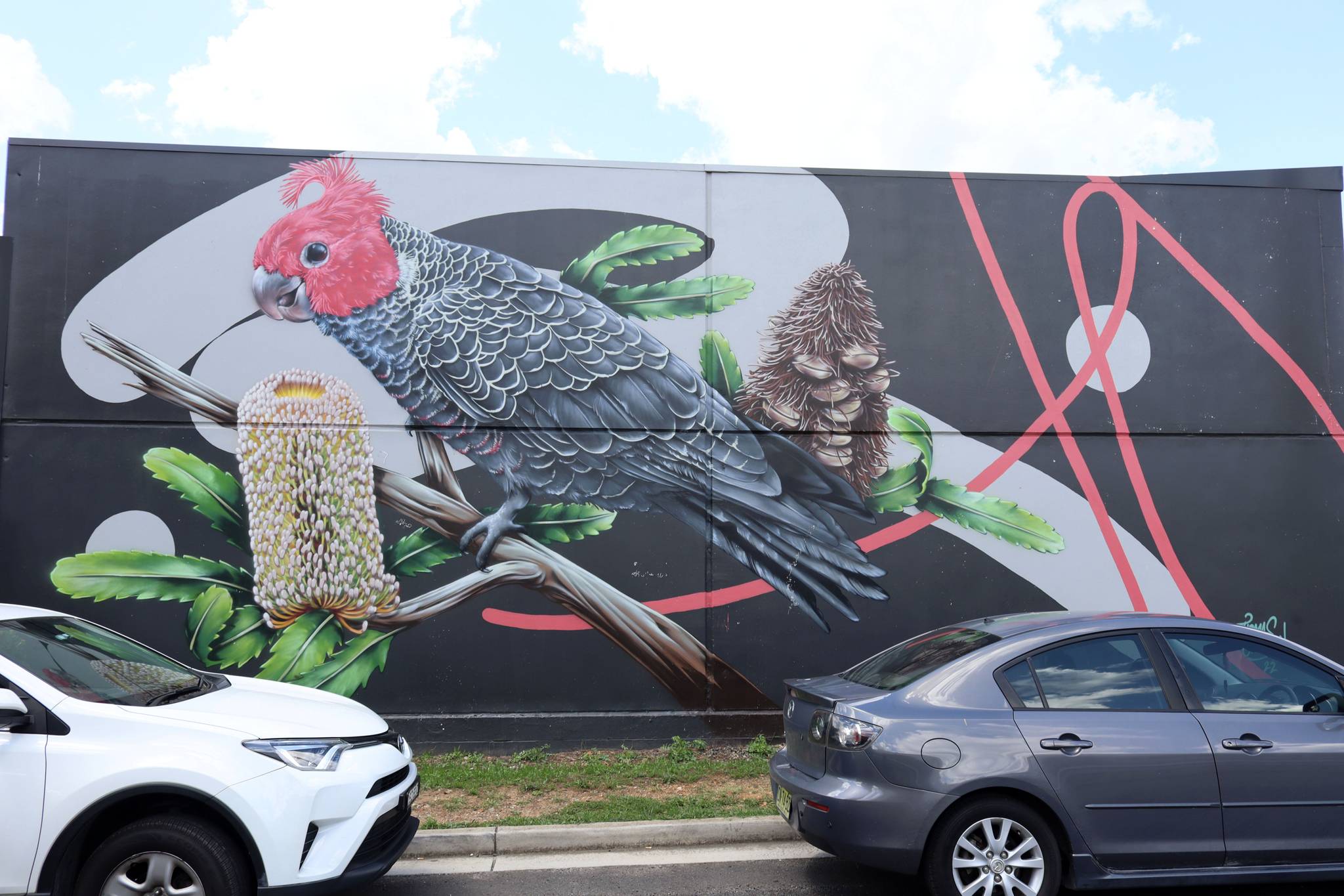 Thomas Jackson&mdash;Gang Gang Cockatoo on Old Man Banksia