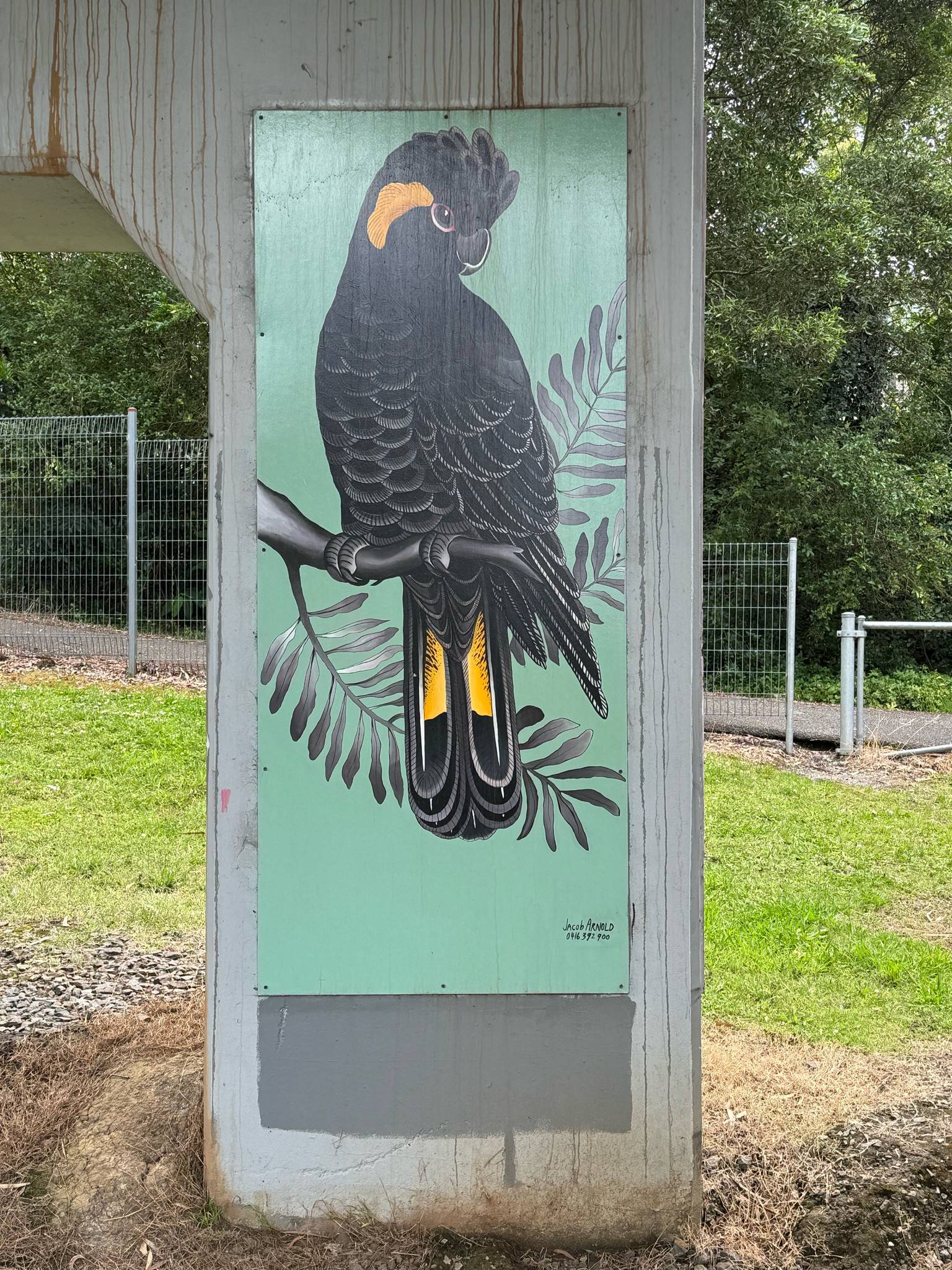 Jacob Arnold&mdash;Yellow-tailed Black Cockatoo