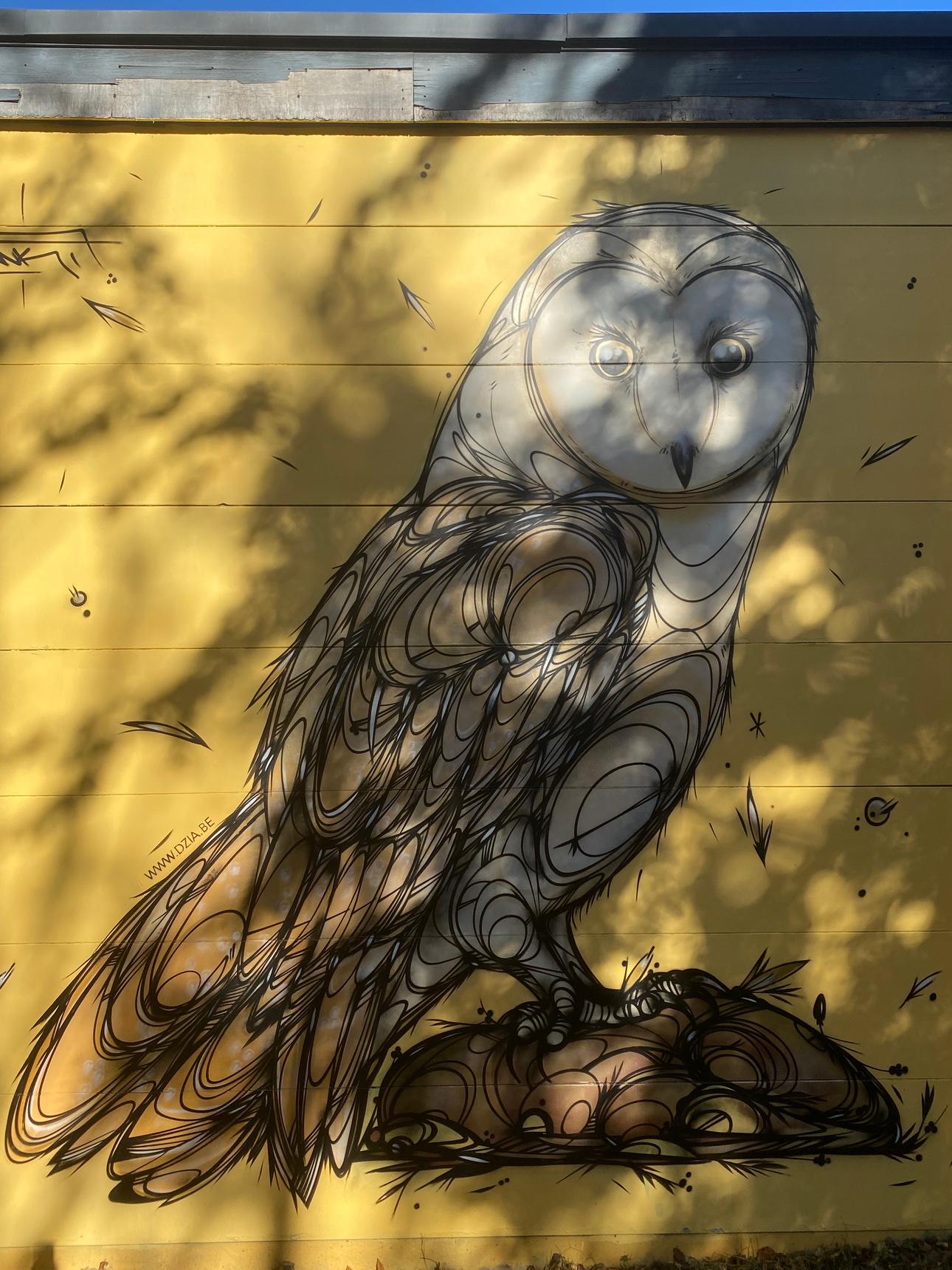 Dzia—Barn owl