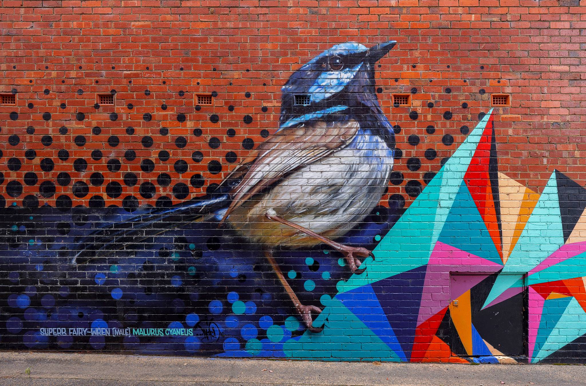 Dvate, Askem&mdash;Superb Fairywren Male