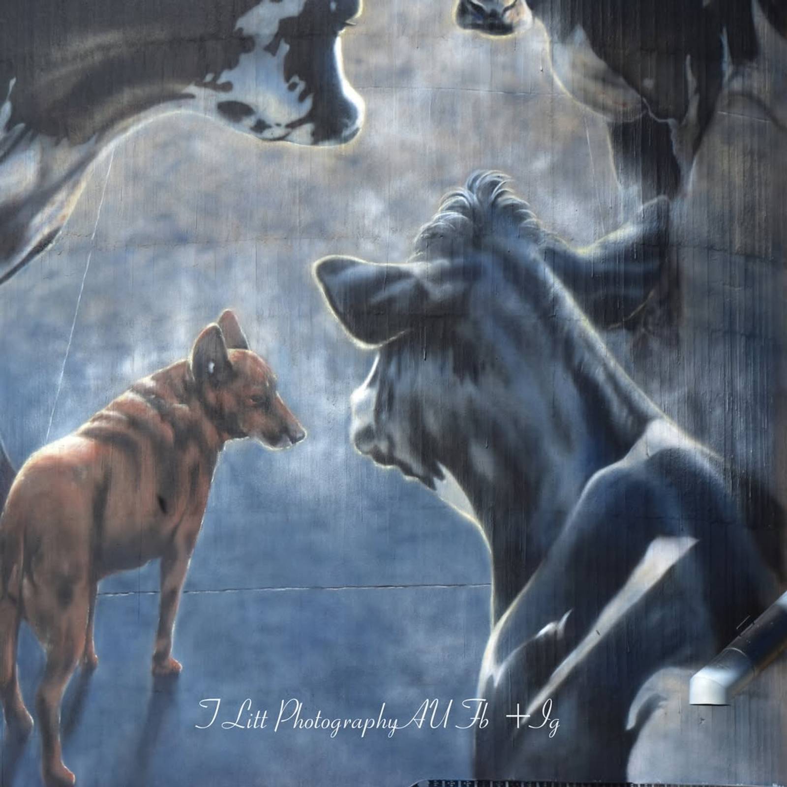 Tim Bowtell—Waaia Silo Art - Silo 1