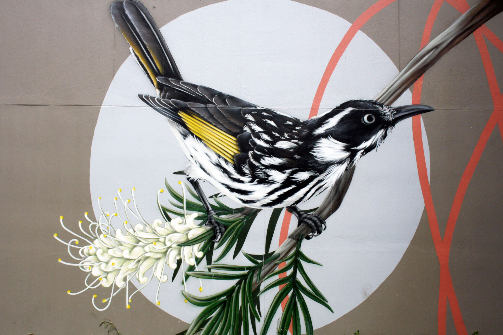 Thomas Jackson&mdash;New Holland Honeyeater